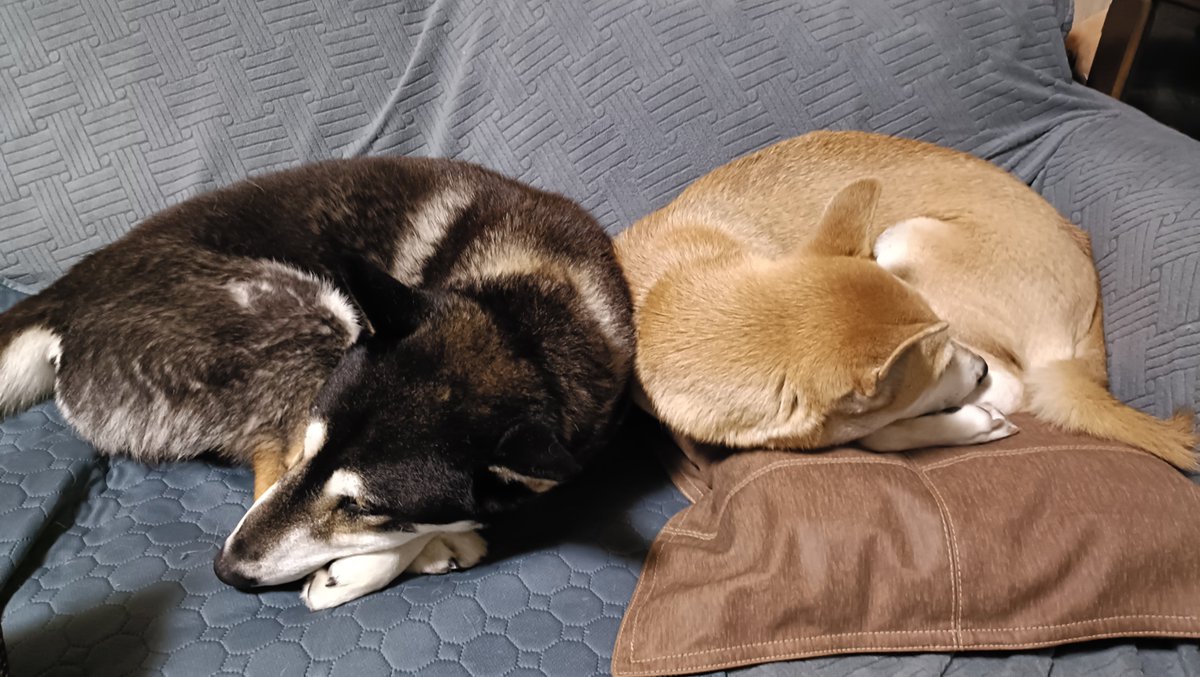 本日4月6日で縄文柴犬のさくらが９歳になりました。人間の歳に換算すると５８歳です。高齢になったので、昨年の４月から夜は館長の家で過ごすようになりました。家に帰るとこの甘えた表情に・・・。フィアンセのマロともこんなに仲良くなりました。
#縄文柴犬 #さくら #誕生日おめでとう