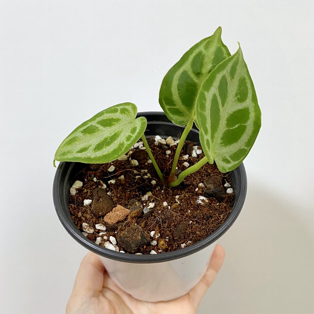 romis_garden's tweet photo. 🌿식목일 RT이벤트🌿
한 분을 추첨하여 초보자도 쉽게 키울 수 있는 관엽 식물 2종을 보내드립니다! (우체국 택배 착불)

알로카시아 헤테로필라 코라존 &amp; 안스리움 크리스탈 호프

참가 방법: RT + 좋아요
조건: 키우는 식물 사진이 올라온 계정, 트친 한정X, 팔로우 여부X
당발: 4/7 https://t.co/z7wbGctsra