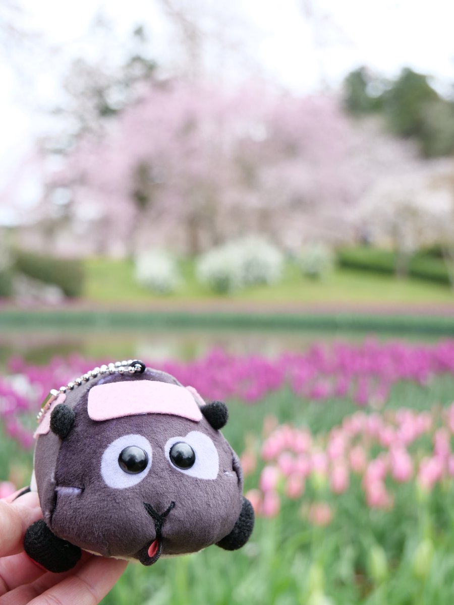 Nyatsugatake@夜の森 tweet media