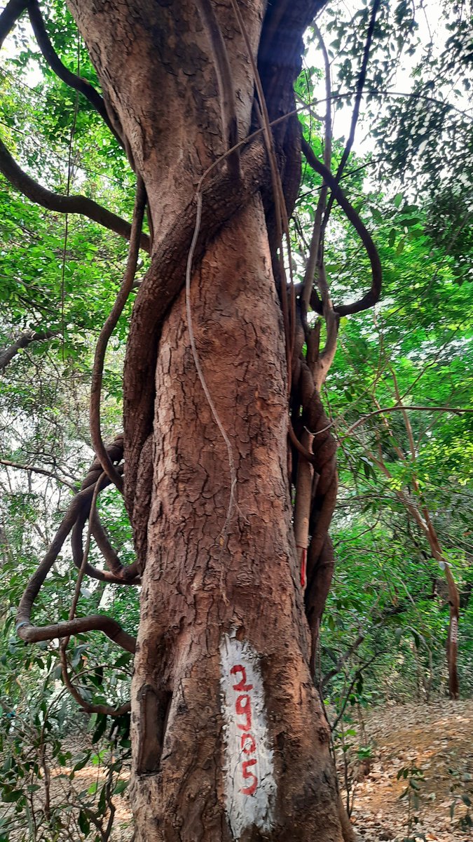 rammuladevrai's tweet image. @rammuladevrai, is a sacred grove located at the confluence of the Ram and Mula rivers. 
A recognition as &quot;Community Reserves&quot; could ensure formal protection under Indian environmental laws. Pls amplify and #SaveRamMulaDevrai

@mahaforest @CMOMaharashtra @NaikSpeaks @Dev_Fadnavis