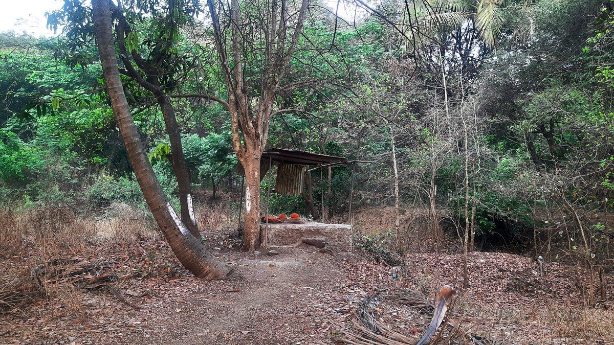 rammuladevrai's tweet image. @rammuladevrai, is a sacred grove located at the confluence of the Ram and Mula rivers. 
A recognition as &quot;Community Reserves&quot; could ensure formal protection under Indian environmental laws. Pls amplify and #SaveRamMulaDevrai

@mahaforest @CMOMaharashtra @NaikSpeaks @Dev_Fadnavis