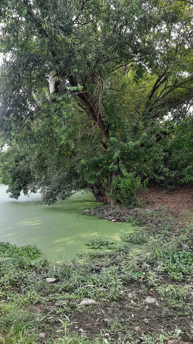 rammuladevrai's tweet image. @rammuladevrai, is a sacred grove located at the confluence of the Ram and Mula rivers. 
A recognition as &quot;Community Reserves&quot; could ensure formal protection under Indian environmental laws. Pls amplify and #SaveRamMulaDevrai

@mahaforest @CMOMaharashtra @NaikSpeaks @Dev_Fadnavis