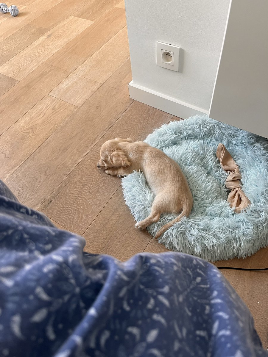 Petit Archibald rejoint la famille 🫶