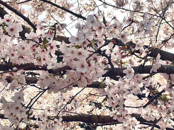 山城後で花見してきました。穴場! 