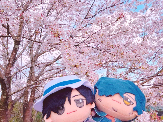桜花爛漫 