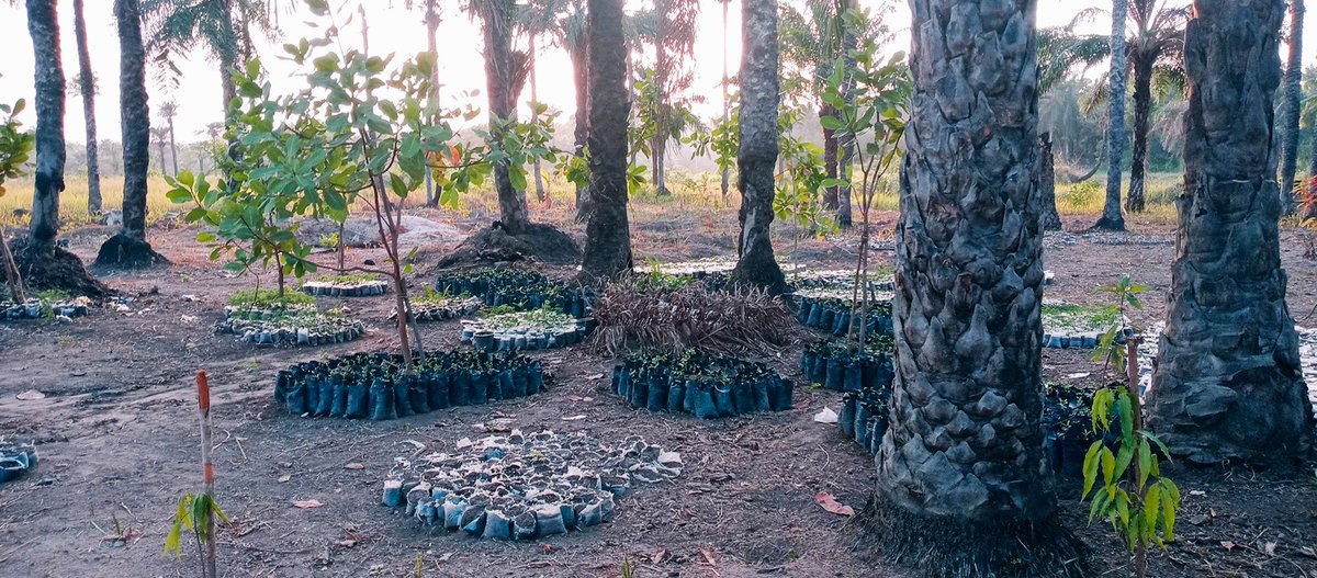savelifesl's tweet photo. Our aim is to prevent the destruction of forests, which are a resource and fundament for human life on earth, be research for renewable energies, education and social projects. For almost 20 y we have been fighting for the preservation of Africa’s dry broadleaf forests,protecting https://t.co/CgeM7n7mHg
