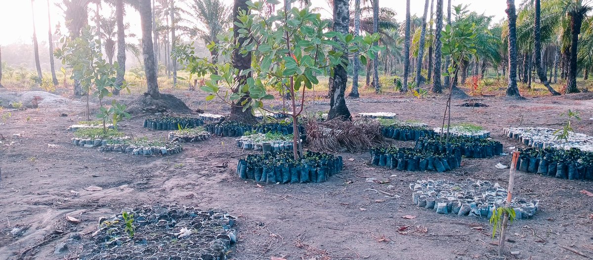 savelifesl's tweet photo. Our aim is to prevent the destruction of forests, which are a resource and fundament for human life on earth, be research for renewable energies, education and social projects. For almost 20 y we have been fighting for the preservation of Africa’s dry broadleaf forests,protecting https://t.co/CgeM7n7mHg