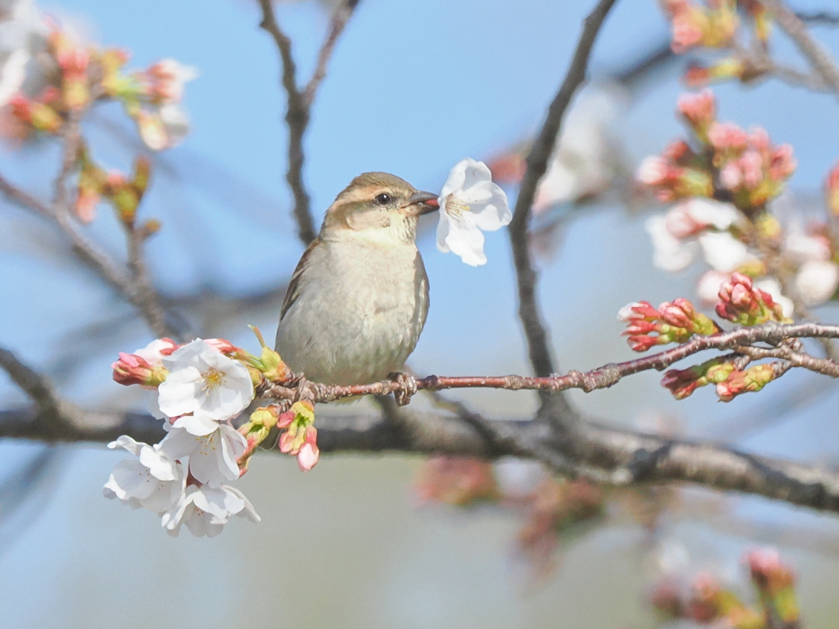 wb_wings's tweet photo. 入内雀
#ニュウナイスズメ 
#RussetSparrow 
#渡良瀬遊水地 
2025/04/05 https://t.co/pKFqF5hYqw