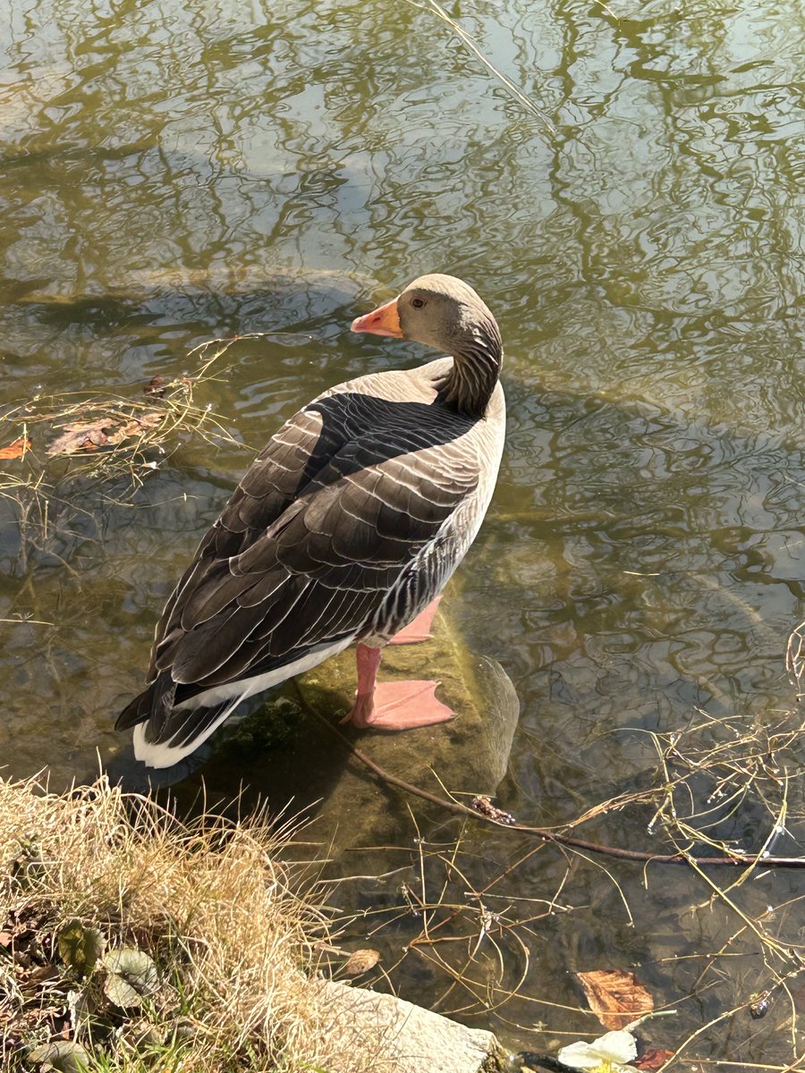 TheScottishHistorian (@scothistorian) on Twitter photo Lovely image of a Pink-Footed Goose in the pond at Gosford House, Aberlady: one of a handful there who wintered in Britain and have yet to leave for their breeding grounds in Spitsbergen, Iceland and Greenland. Seemed untroubled by our presence. Lovely image of a Pink-Footed Goose in the pond at Gosford House, Aberlady: one of a handful there who wintered in Britain and have yet to leave for their breeding grounds in Spitsbergen, Iceland and Greenland. Seemed untroubled by our presence.