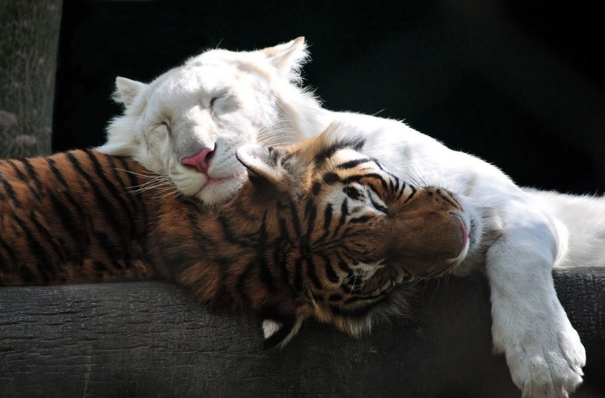 My love for you is endless