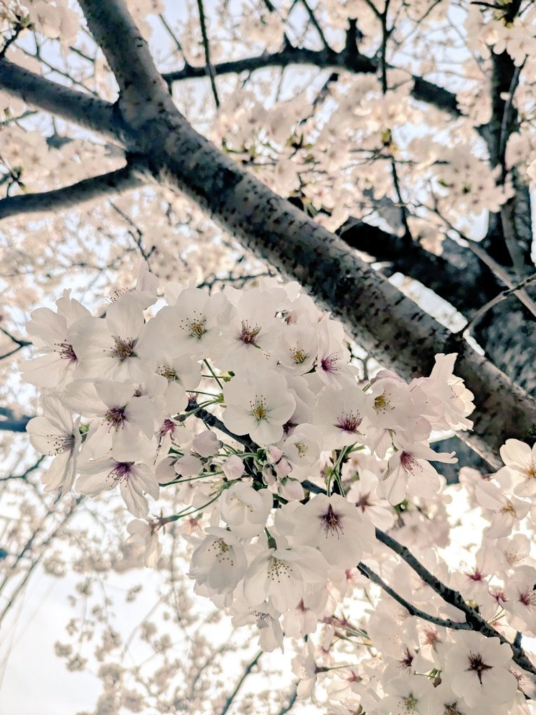 「今日は桜が綺麗でした」|後堂のイラスト