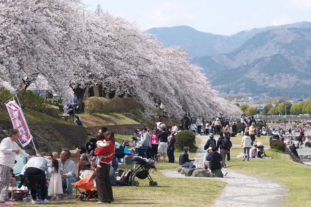 #秦野市　＃はだの桜まつり
今日は散歩
