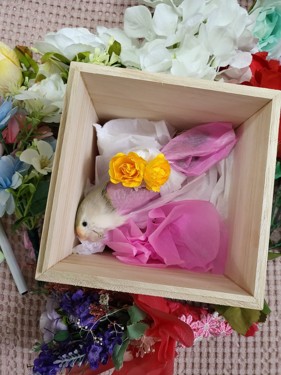 베리 tweet media
