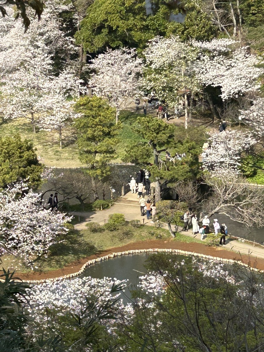桜がちょうど見頃でした🌸とても広くてかなり歩いたけどいい運動に♪