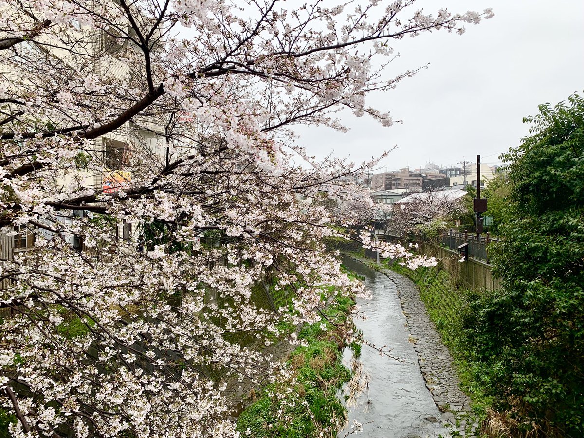 LulunTomomo's tweet photo. お花見ができるレストラン
でランチ🌸

#さくら　#お花見ランチ　#桜が見れるレストラン https://t.co/H0bPksR9j7