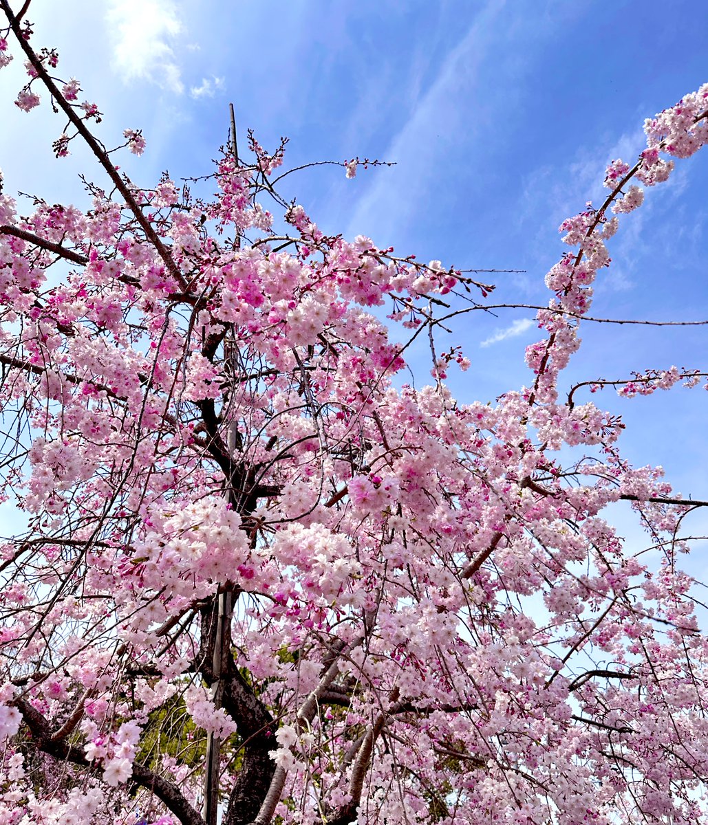 Aikyan_'s tweet photo. やっぱり桜を見ると幸せなきもち。
特別で普通な限りある時間。 https://t.co/9PWWMmcouo