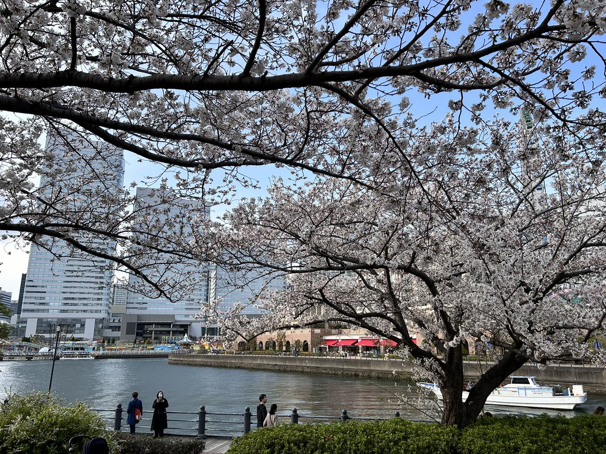 YOASOBIを観に横浜へ！太陽に2時間も照らされて、やっと開演した。

帰り道は桜木町でお花見もできる、最高。

#EchoesBaa