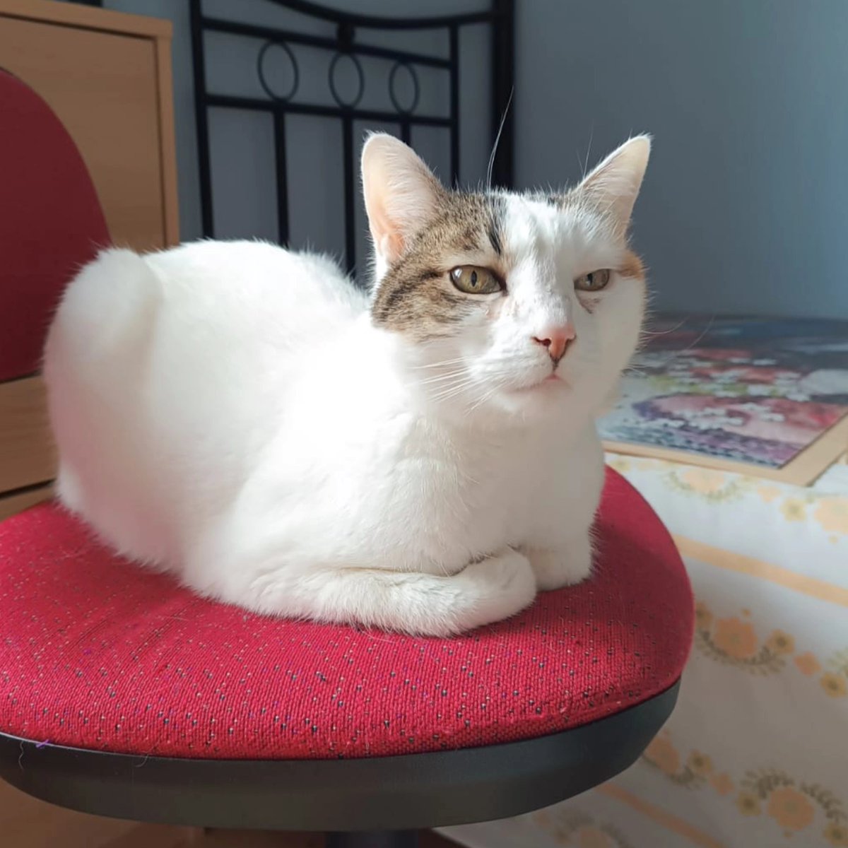 Nela es la abuelita perfecta para una casa tranquila, sin gatos
Es un encanto, solo necesita comprensión porque a veces cuando se enfada hace pipi donde no debe, y por eso lleva casi 12 años con nosotras, toda su vida. 
Escríbenos a adopciones@lagatera.org