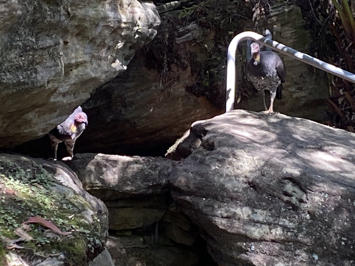 p_terg's tweet image. #LaterGram #NotFacebook Stony Range Regional Botanic Garden