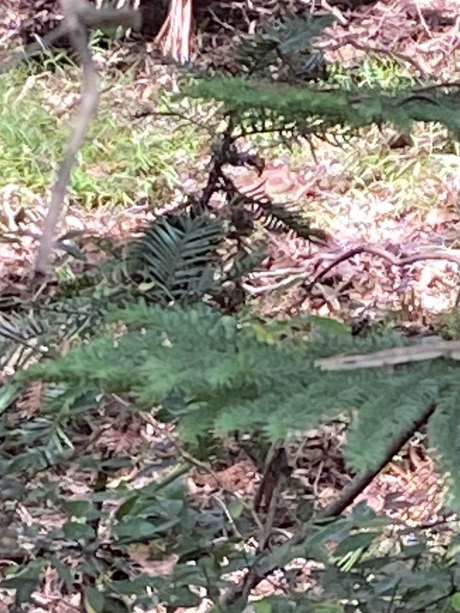 p_terg's tweet image. #LaterGram #NotFacebook Stony Range Regional Botanic Garden