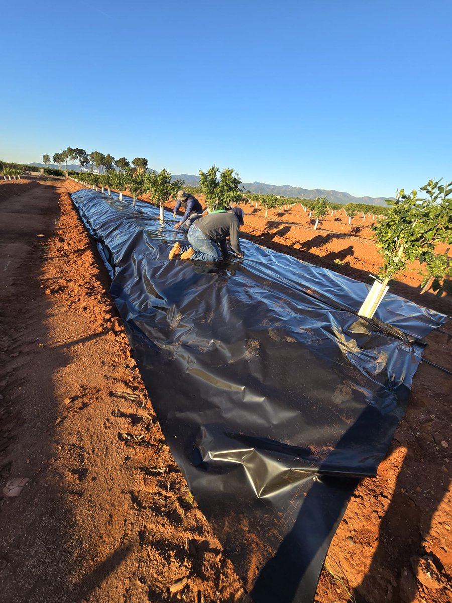 GVAagricultura's tweet image. 🍊🦟 El @GVAivia inicia un estudio de campo para evaluar el efecto de plásticos reflectantes en el control del trips en cítricos
🗒 comunica.gva.es/es/detalle?id=…