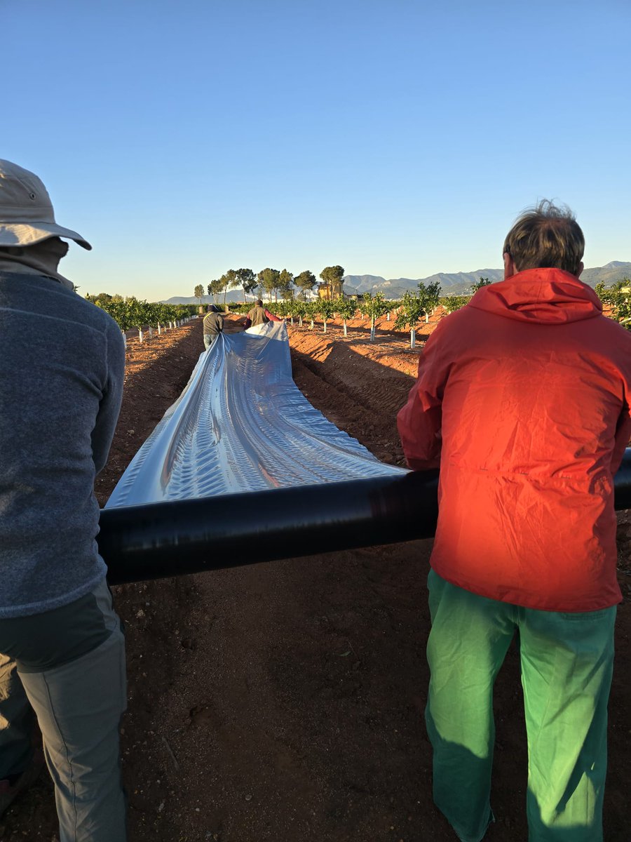 GVAagricultura's tweet image. 🍊🦟 El @GVAivia inicia un estudio de campo para evaluar el efecto de plásticos reflectantes en el control del trips en cítricos
🗒 comunica.gva.es/es/detalle?id=…