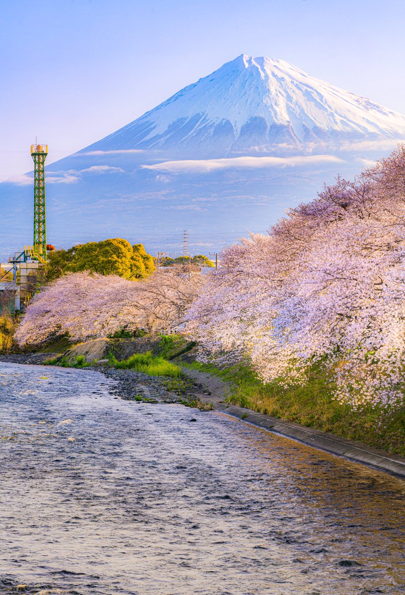 今年も桜が満開になった龍巌淵が絶景です