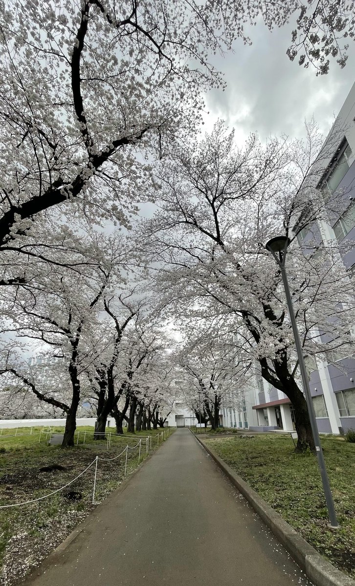 Biokait2006's tweet photo. 本日、神奈川工科大学の入学式がありました。新入生の皆さん、入学おめでとうございます。これからの4年間で何か１つでも自信になるものを得てください。それにはチャレンジが必要です。失敗を恐れず、嫌いなものにチャレンジしてください。大学は桜が満開です。チューリップも綺麗に咲いています。 https://t.co/zbxJqg2fhJ