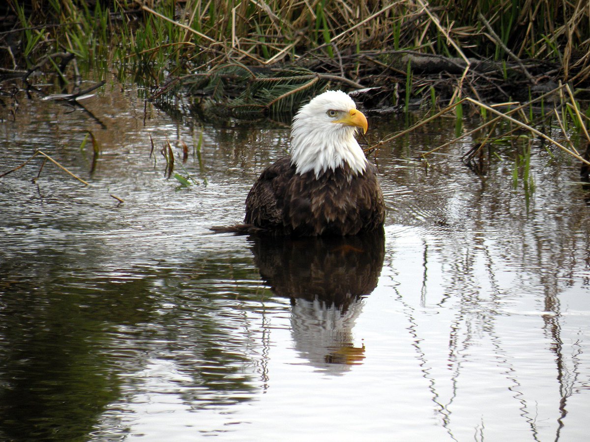 ItsjustFT's tweet image. Don’t be surprised if I’m privating myself several times. I’m just taking long ass breaks to spend time with friends and family and life with general.

You should do the same. Take breaks. The Eagle cares about you.