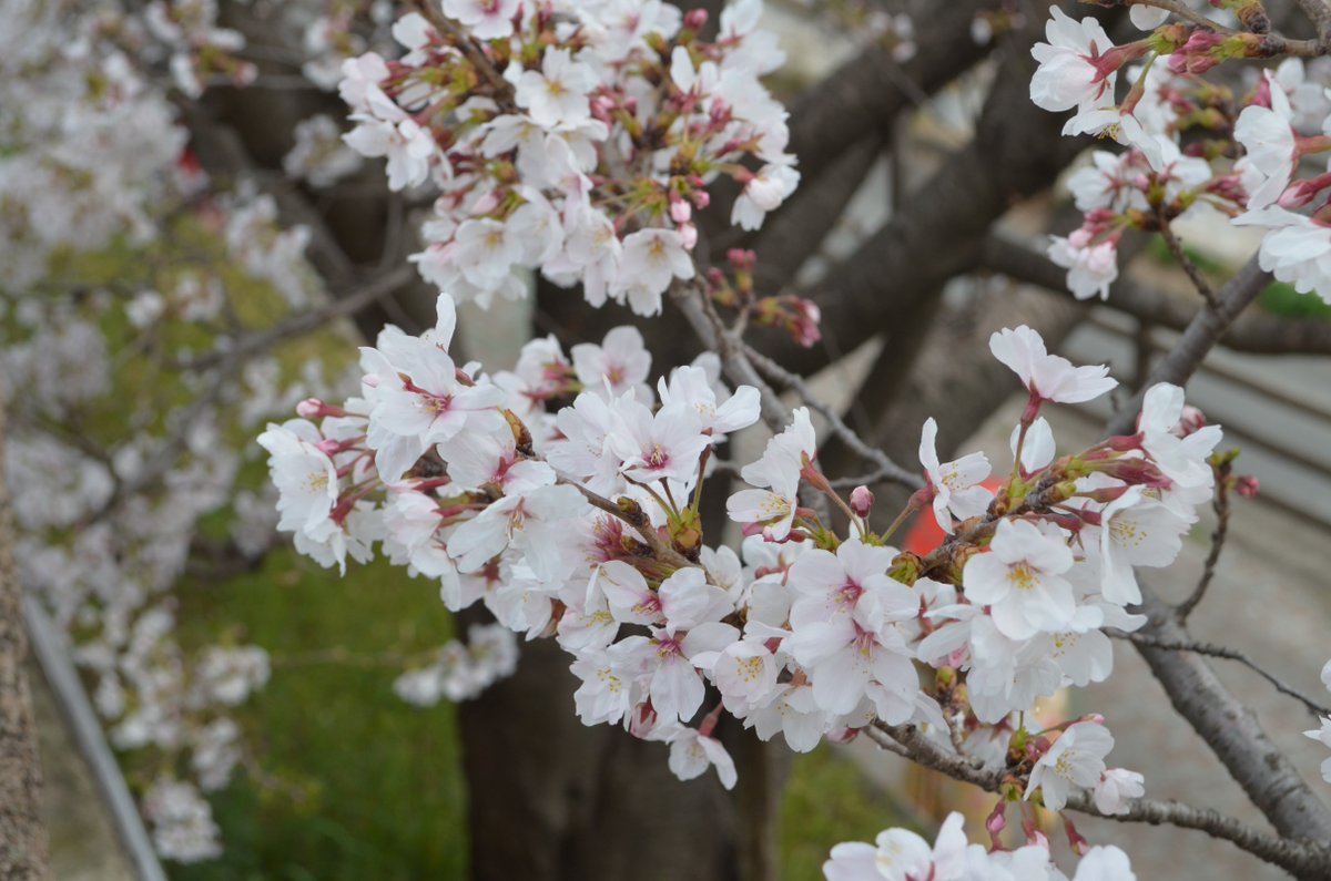 iexps57's tweet photo. 🌸#桜2025 #近所の桜 #河川堤の桜並木
小型の #デジイチ と #コンデジ で撮影してみました…
📷#Nikon #AF_S #Nikkor 18-55mm 1:3.5-5.6G https://t.co/4bjWOlPjDi