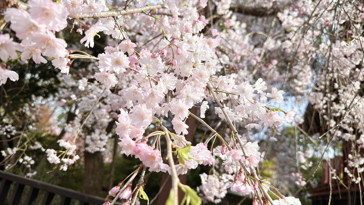 suzukotype's tweet photo. 今年の桜🌸🌸🌸 https://t.co/3LPW3oVUdI