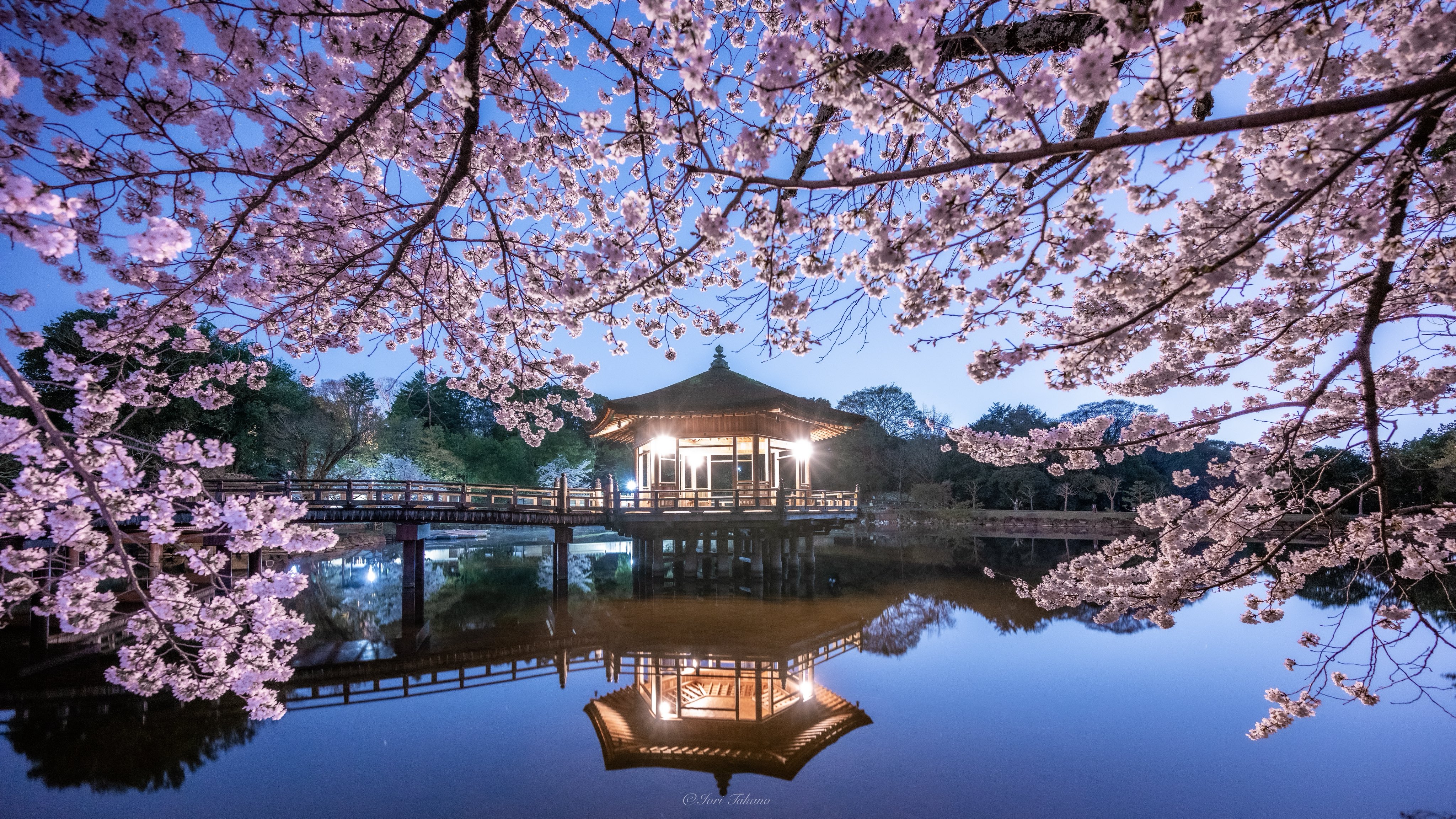 桜満開 TOMIOKA 桜開花情報 2018 4月5日 - 富岡町ホームページ