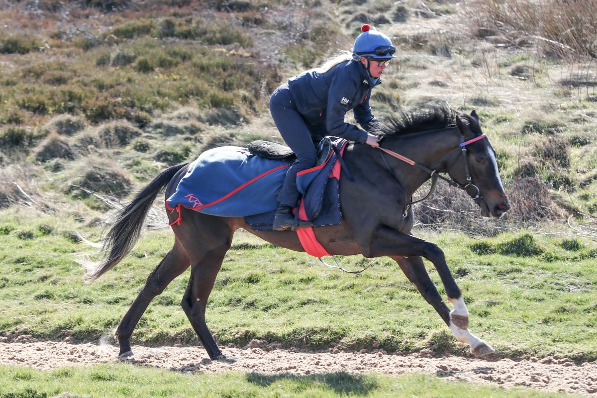 Doon1976's tweet photo. First day at school on Monday for #AliShuffle at @Redcarracing over 5f.
This speedy daughter of A'Ali faces 9 rivals and @samjock22 is booked to ride. 🏇🏼
She was bought at @Tattersalls1766 Book 2 &amp; was bred by Bickmarsh Stud. https://t.co/jKJaSQ8FSr