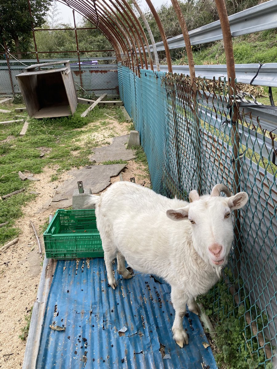 めちゃくちゃ久しぶりに山登りしてきました。膝が痛くなって控えてたんだけど何だか無性に試したくて。結果、登れたぞー。スンゴイ嬉しい。メイちゃんも元気でした。