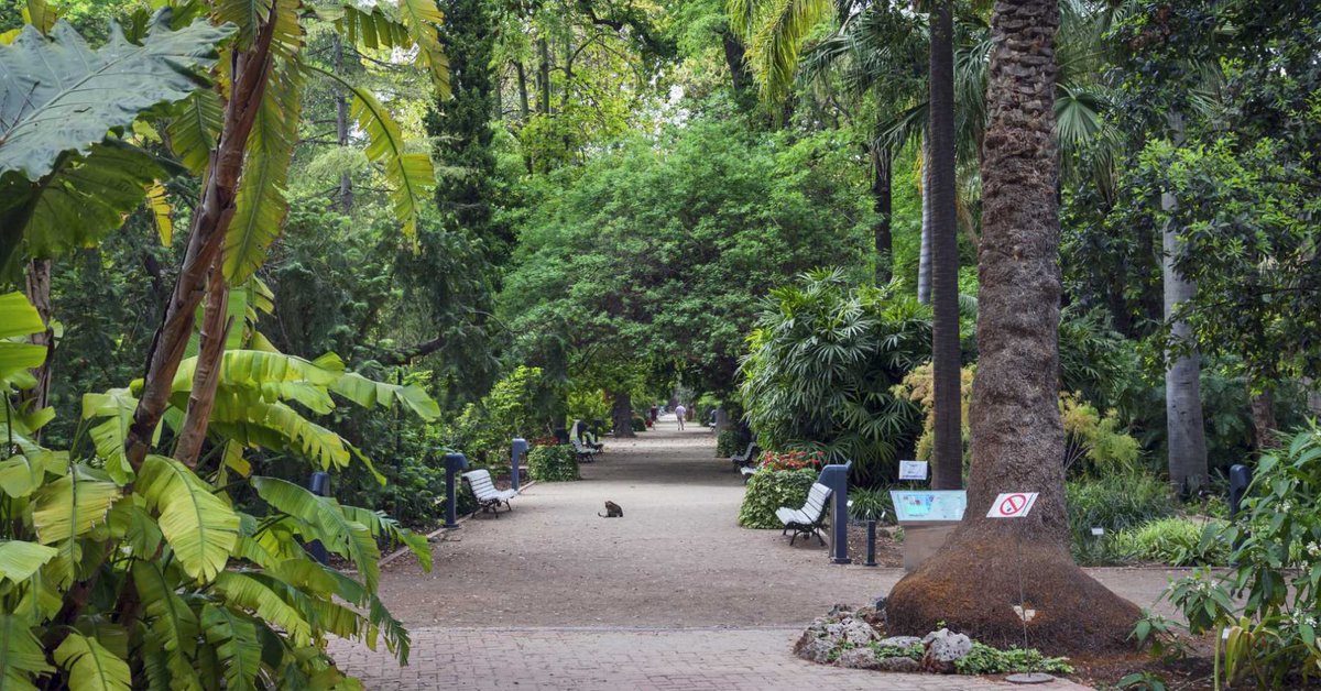 Region of Valencia (@valenciaregion) on Twitter photo Here are 4 reasons to visit València Botanic Garden:
🌴It’s a little oasis in the heart of the city.
🌵It’s home to exotic species.
🌳You can take some incredible photos.
🪷Or paint a lovely watercolour!
<a href="/visit_valencia/">Freddy Mercury</a> @jardibotanicuv | #MediterraneanAttitude Here are 4 reasons to visit València Botanic Garden:
🌴It’s a little oasis in the heart of the city.
🌵It’s home to exotic species.
🌳You can take some incredible photos.
🪷Or paint a lovely watercolour!
<a href="/visit_valencia/">Freddy Mercury</a> @jardibotanicuv | #MediterraneanAttitude