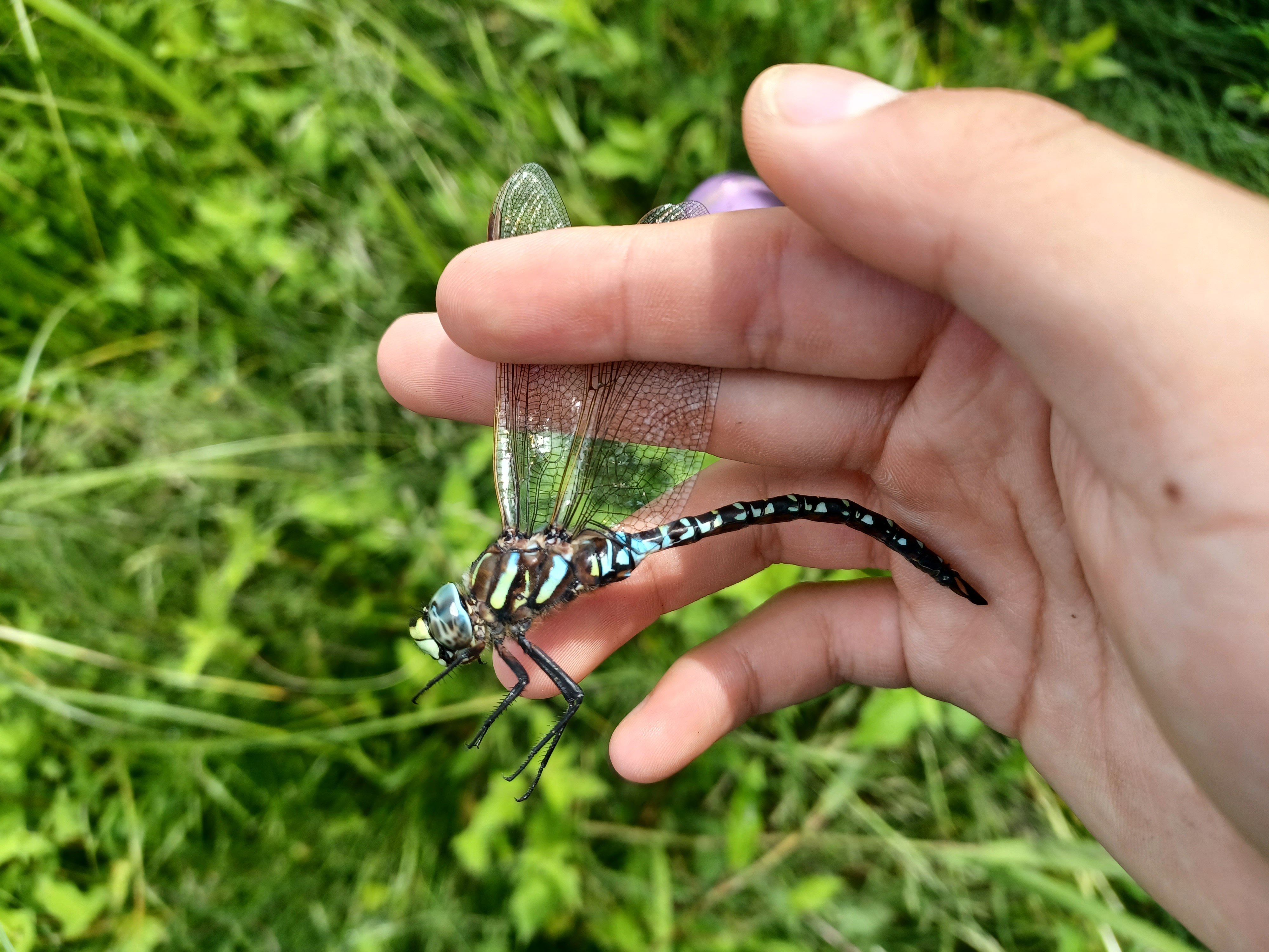 羽化失敗 Paragomphus capricornis | 清邁極楽蜻蛉 Odonata in