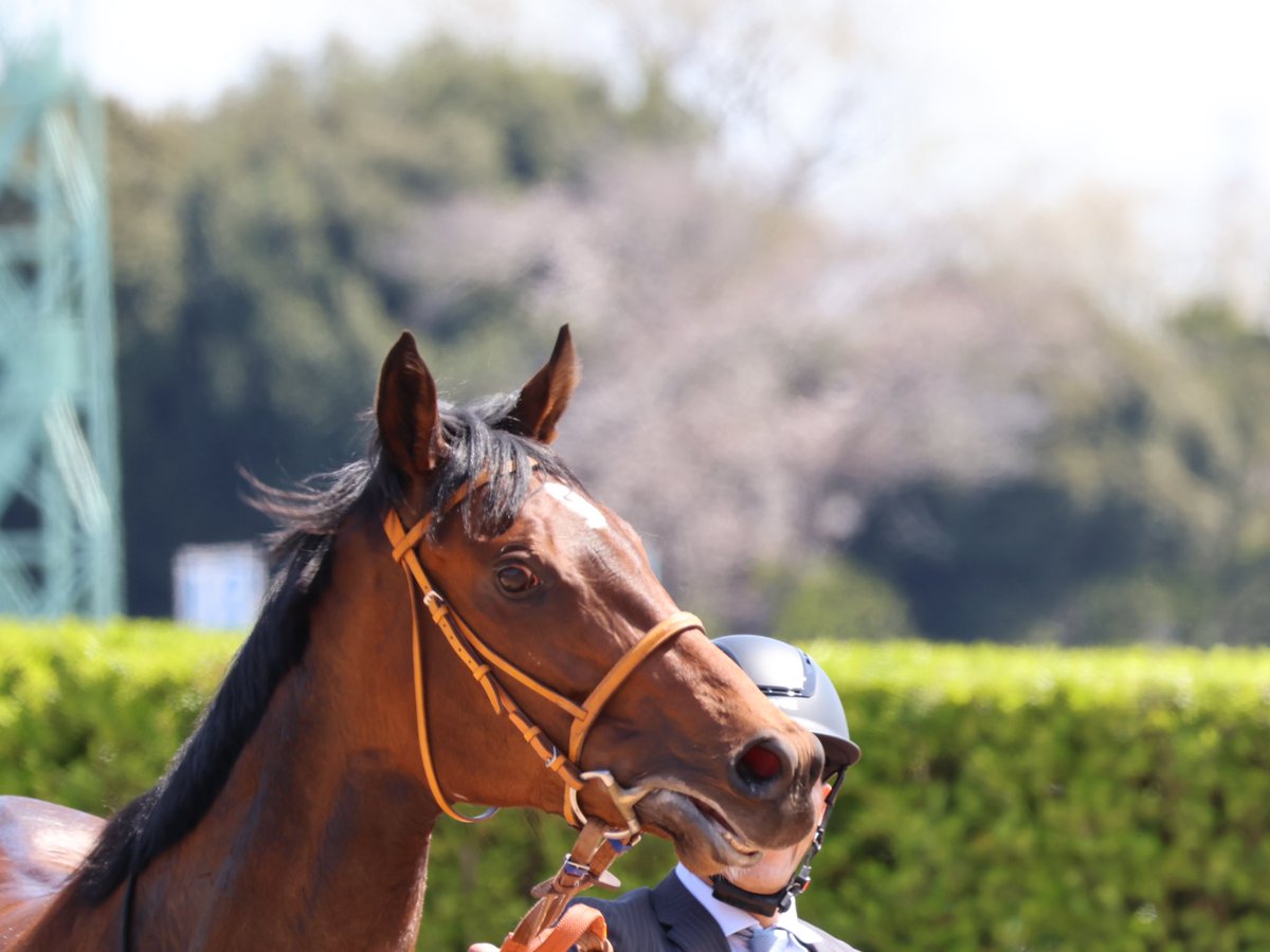 bb__aa_bb's tweet photo. 桜🌸×馬🐴

 #中山競馬場 https://t.co/bdz1Te0UFG