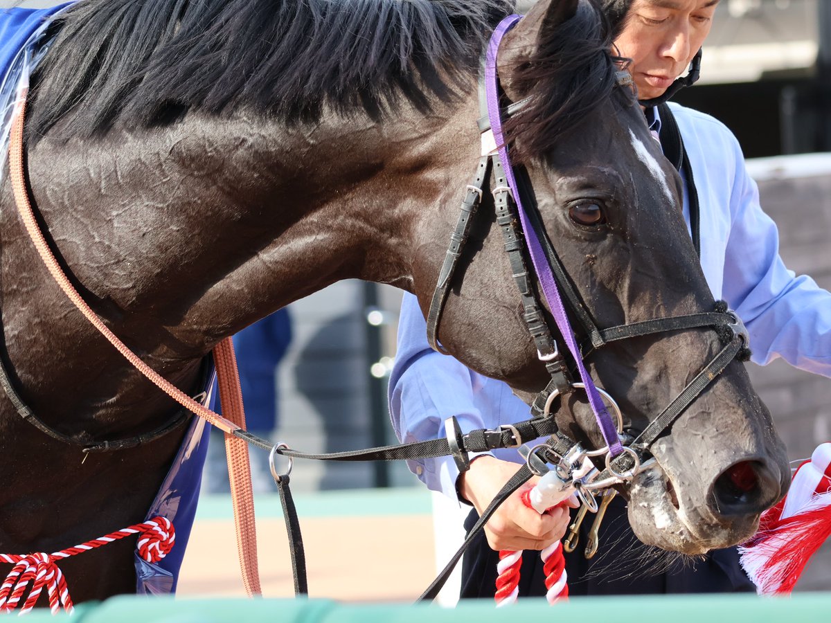 bb__aa_bb's tweet photo. トロヴァトーレ君おめでとう！

 #トロヴァトーレ
 #ダービー卿CT
 #中山競馬場 
 #モレイラ https://t.co/kM0bzNk7Mz