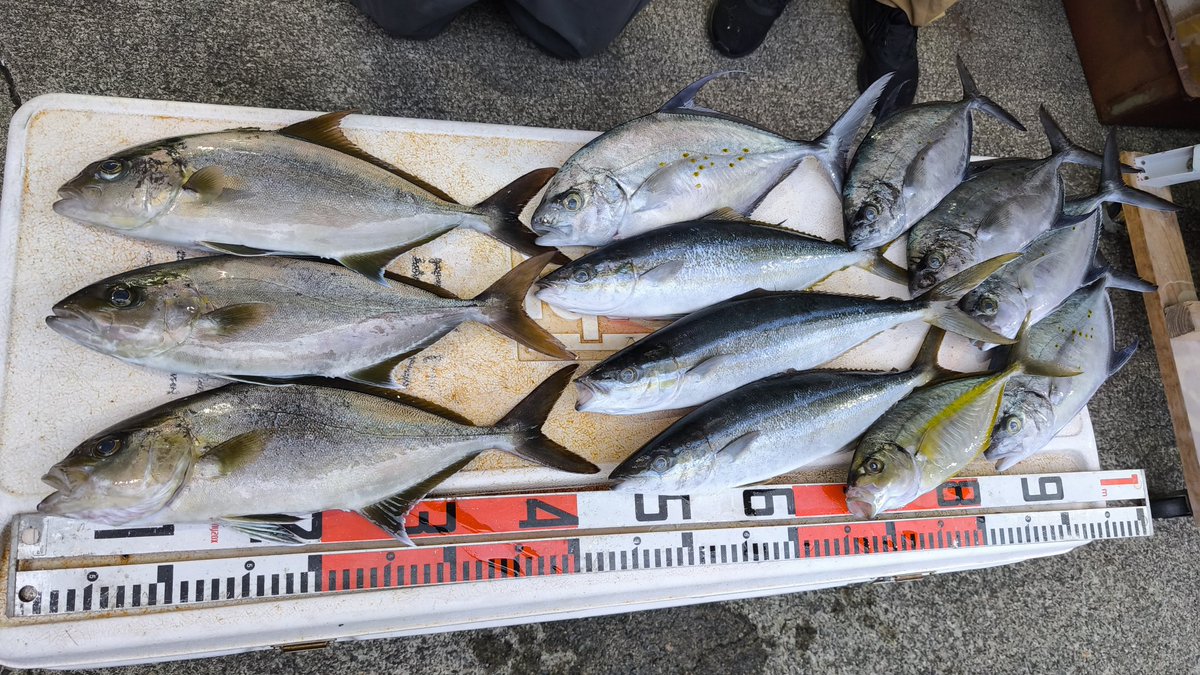 kaminato_'s tweet image. 堤防カゴ釣りが良かった模様。
地元ストレチア薬局の3人衆👬👬
カンパチ・ツムブリ・南洋カイワリ・シマアジに楽しかった模様🎣
天候も最高の一日でした。
夕飯にこんだけあればどれ食べるか迷うね〜🍽️
＃八丈島　＃堤防カゴ釣り
kaminato.wixsite.com/hachijo