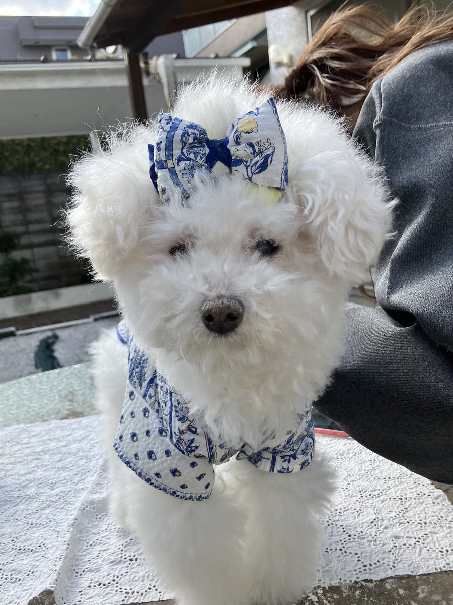 asknowasdewan's tweet photo. 🍋2025浴衣受注会開催中🍋

asknowasdewan全店
オンラインストアにて
ご予約受付中👘♡

今年はモダンなレモネード浴衣♡

お着替え中のあんじちゃん♡
かわいい🐶♡

#asknowasdewan
#snobbishbabies
#2025れもん浴衣 https://t.co/woKJCv3JjL
