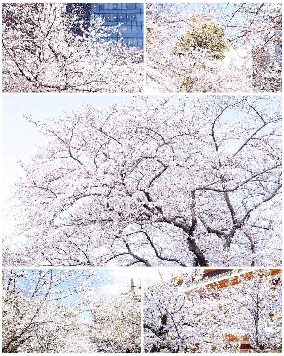 ribon157's tweet photo. 春爛漫 𓏸𓈒 𓂃 ❀

行く先々に 花の光満ちて https://t.co/NnizNjCa3h