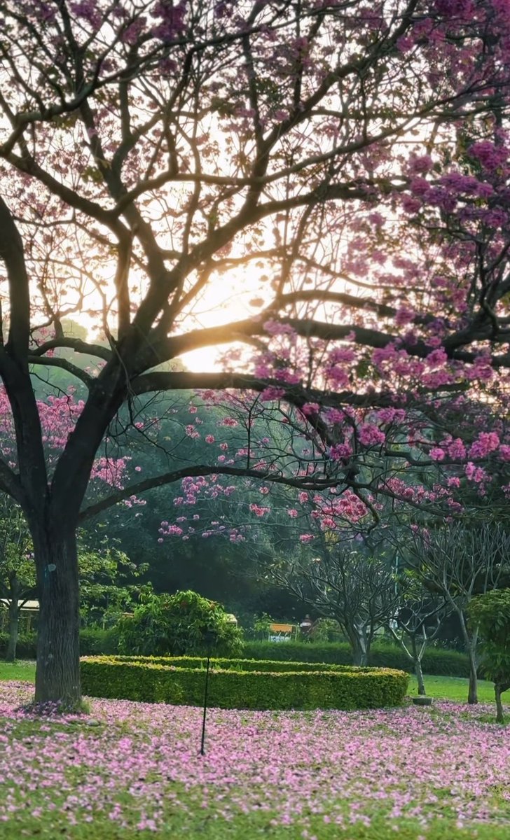 Araids Travel Trips tweet media