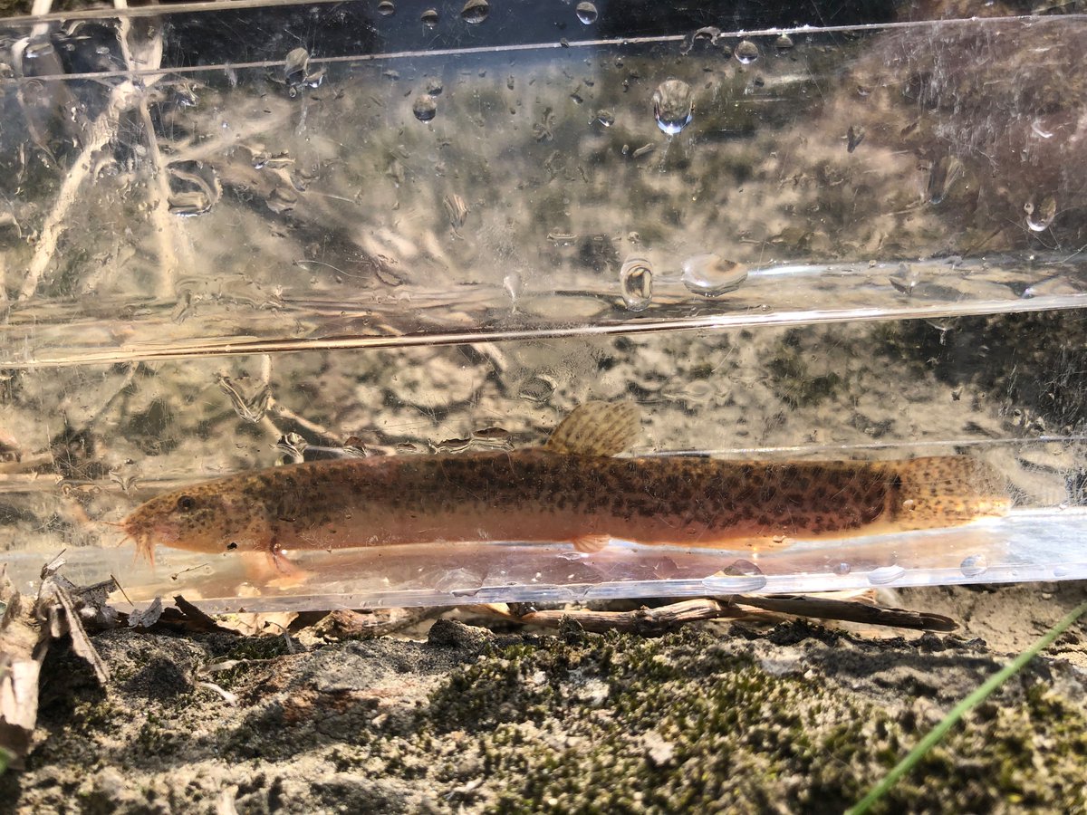 オカピー (@okapi6721) / Posts / X