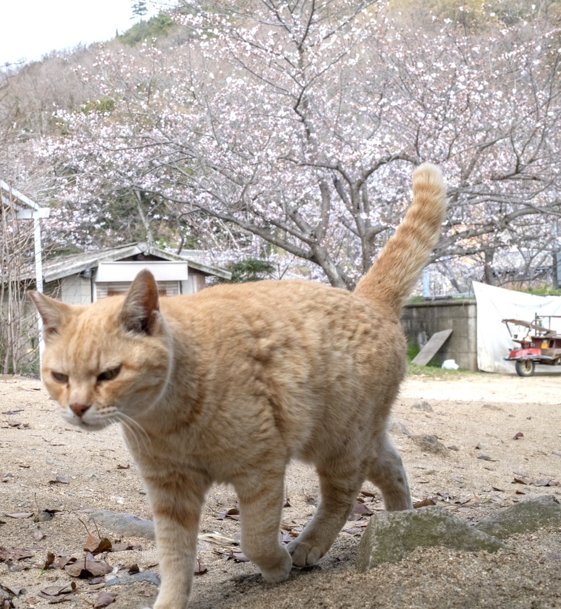 あおいとり🐱写真集「ずっと気まま猫」発売中 (@bluebirdjourney