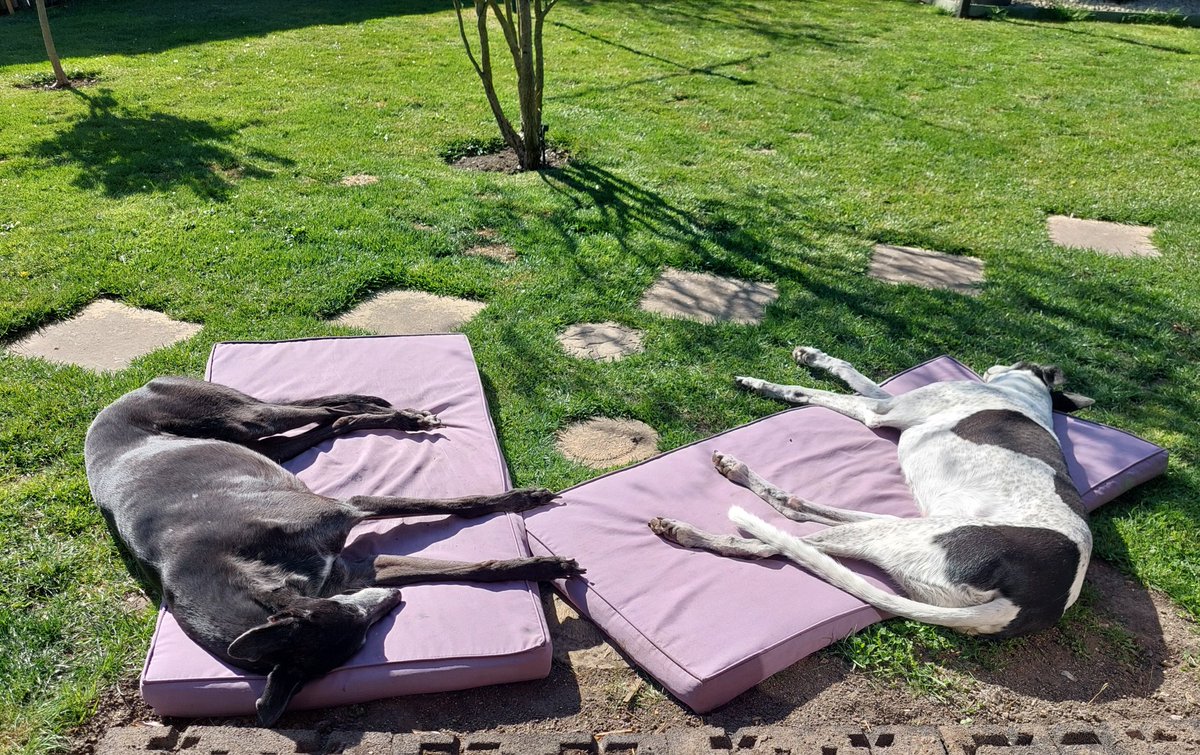 Milli Moo & Mister Tom 🌈 tweet media