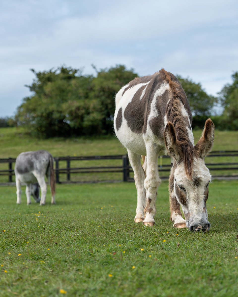 Ever wondered what your adopted donkey gets up to each day? 🤔 Richie and our 10 other adoption donkeys enjoy a wonderful life at our Open Farm, and each one is unique with different needs to ensure they're happy and healthy 💕➡️ bit.ly/42em9zR