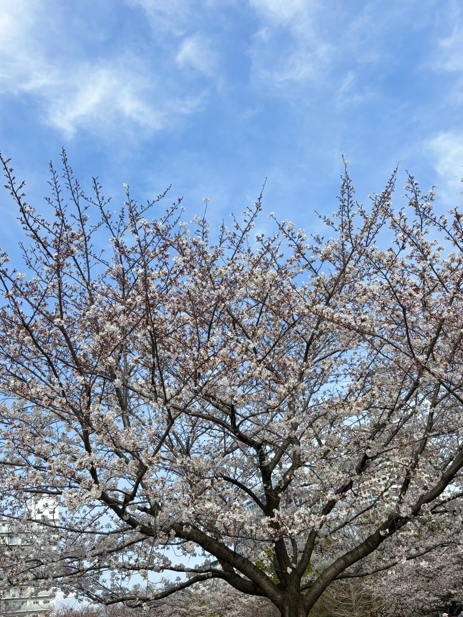 sho12530's tweet photo. ずっと体調悪くて💦
お天気も悪かったから
久しぶりのお外ヽ(*'▽'*)ﾉ
地元の公園

桜も🌸満開
春になったねー
私も早く復活しなきゃ
(*•̀ㅂ•́)و✧

 #桜
 #満開 https://t.co/AKDsvQE7j7