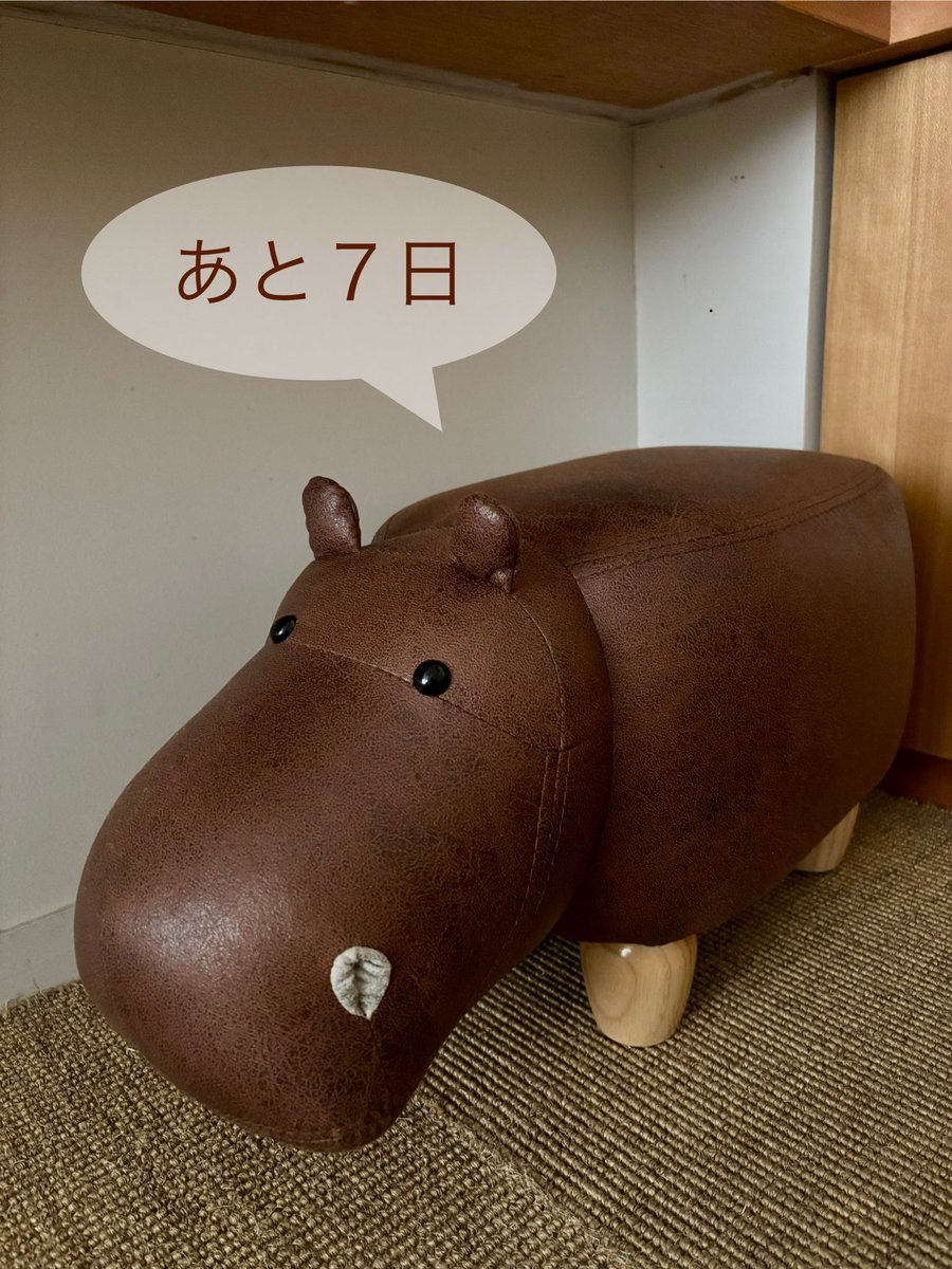 GALLERY HIPPO tweet media