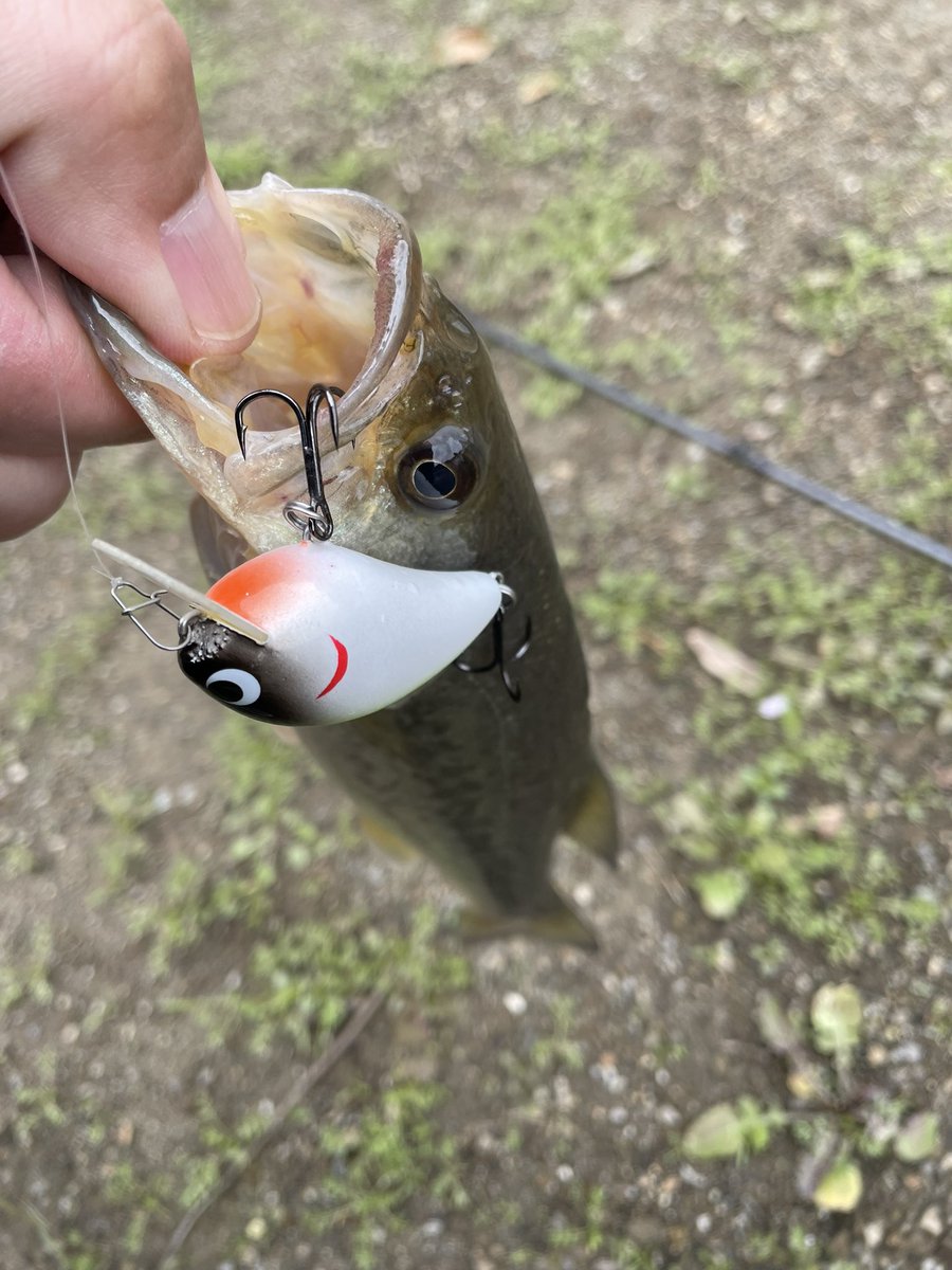 このサイズでもいい！
10匹釣って帰るっ！

はずだったのにな………