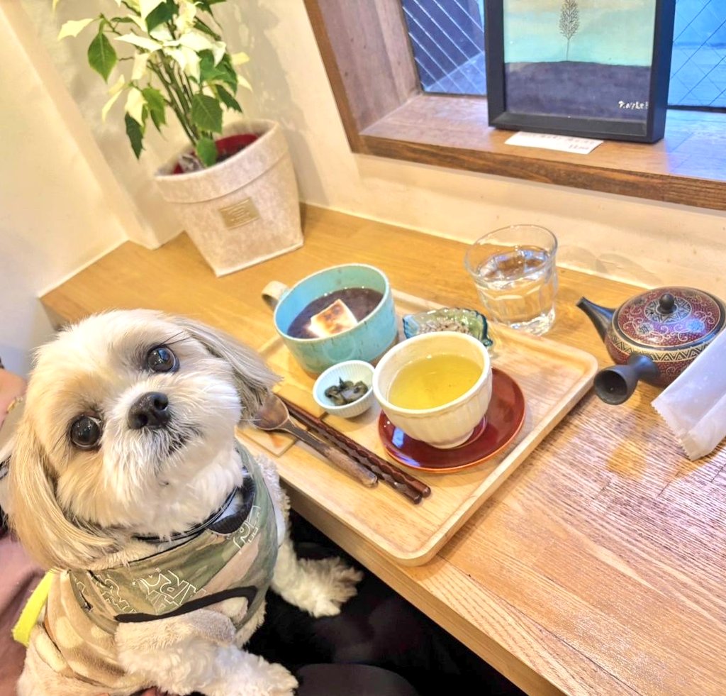R77115232's tweet photo. #nfood #ドックカフェ
#nf795 #シーズー #シーズーこてつ
お汁粉&韃靼そば茶🍵 #dfood
ワンコにオヤツも出して貰えて🐾
愛犬と一緒って最高ですね🐶 https://t.co/bltsGWhmV0